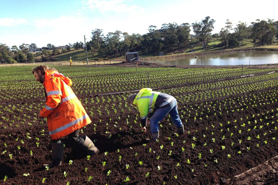 Houston’s Farms the Lean Agribusiness | TXM Lean Solutions